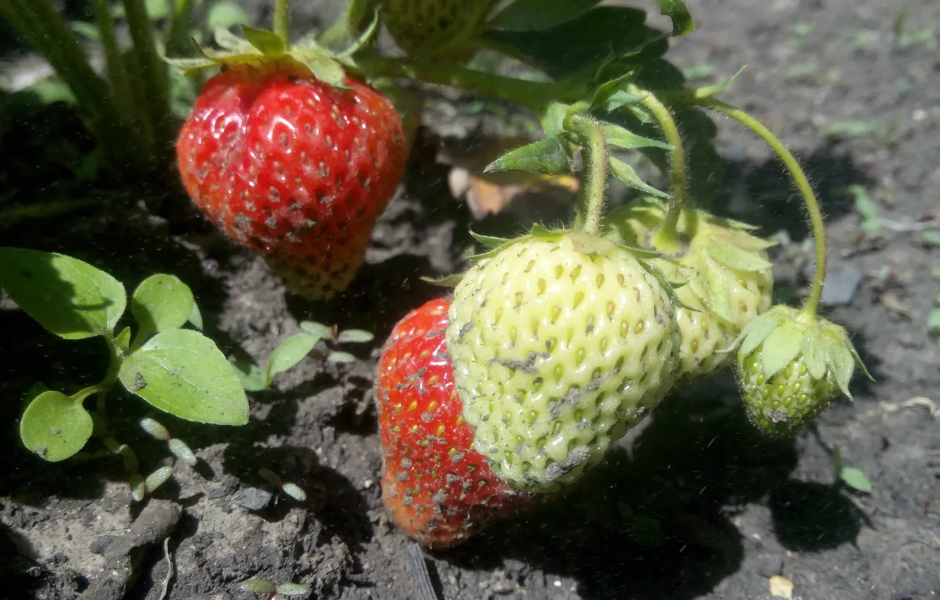 Photo wallpaper green, strawberry, Red