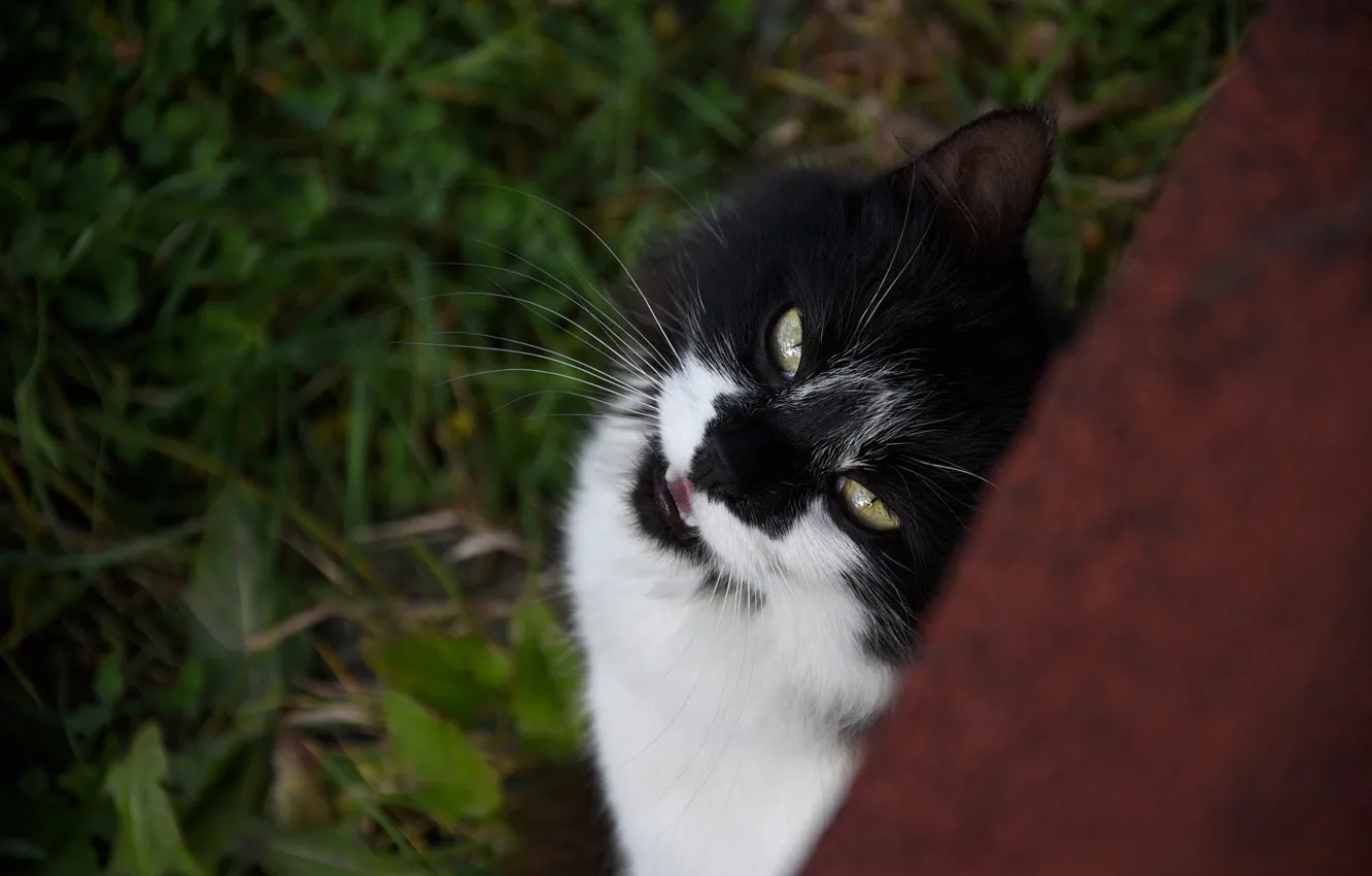 Photo wallpaper cat, cat, look, pose, face