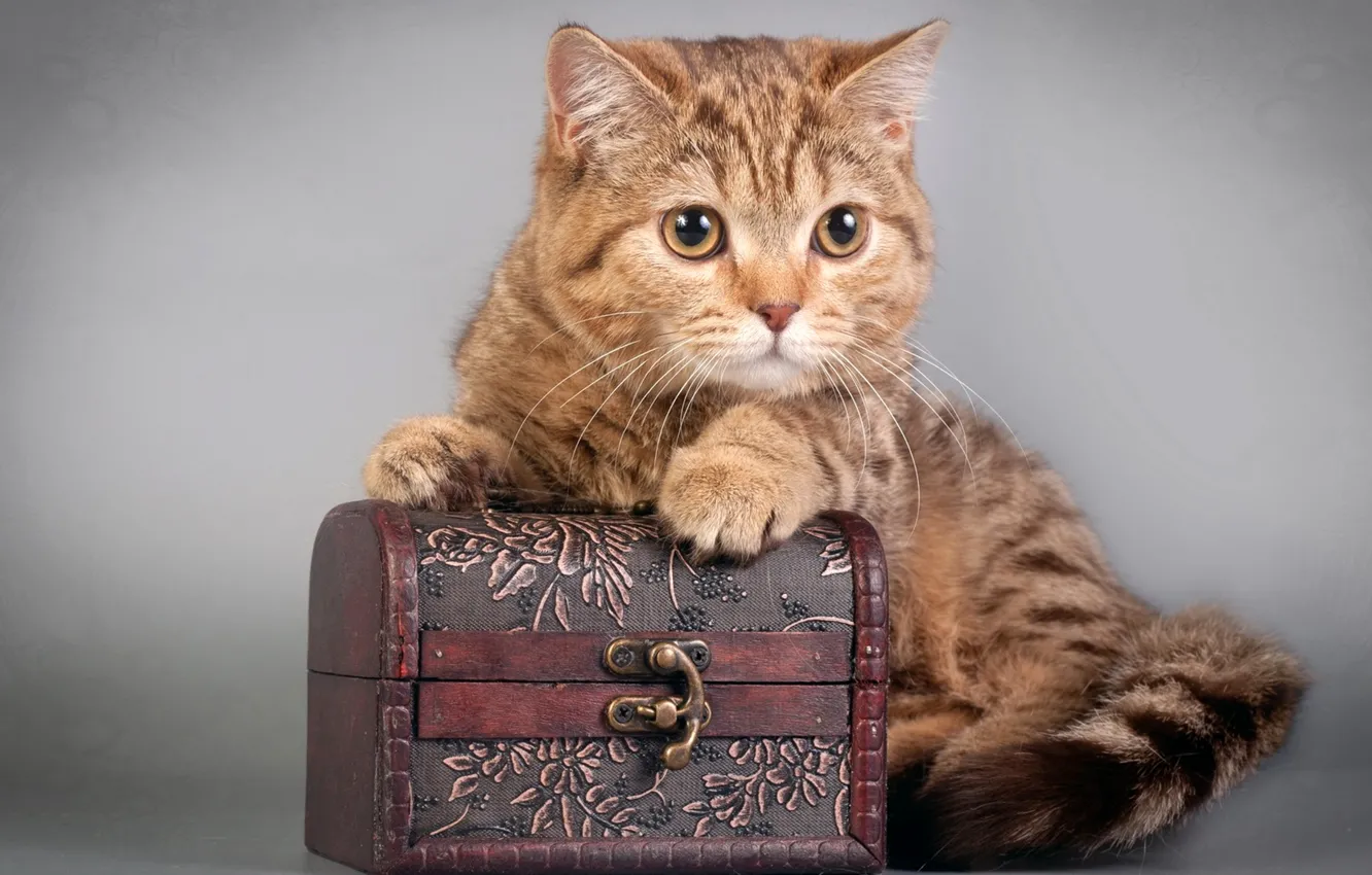 Photo wallpaper cat, look, box, cat