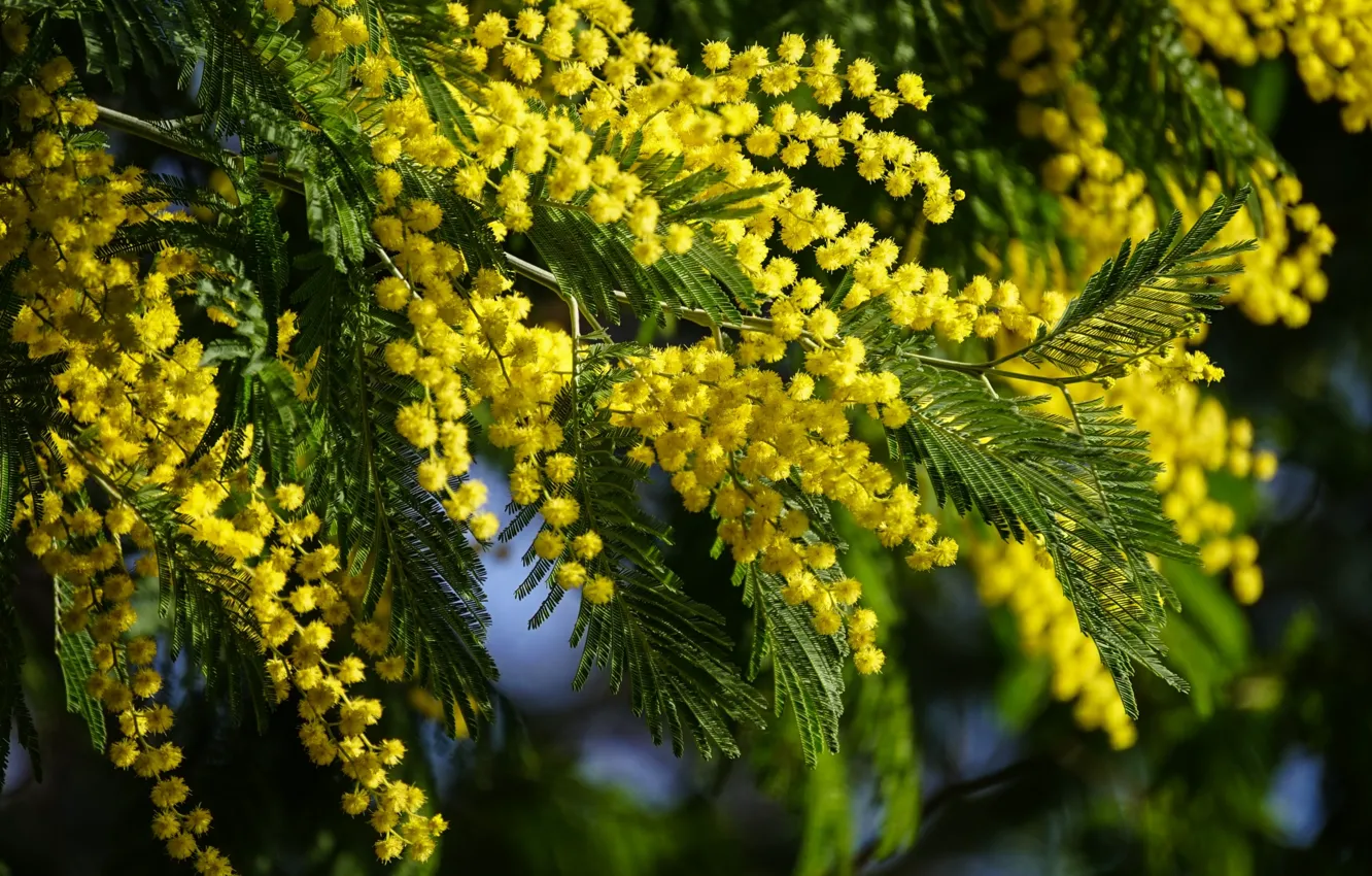 Photo wallpaper spring, acacia, Mimosa