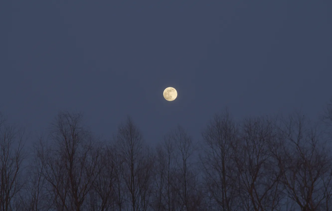 Photo wallpaper the sky, trees, nature, the moon, the evening, Russia, twilight, the full moon