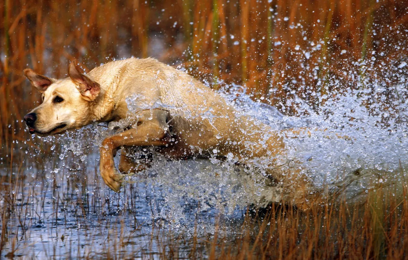 Photo wallpaper water, squirt, jump, dog, dog