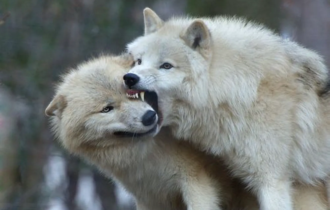 Photo wallpaper face, wolf, playing, wildlife, head, fur, mammal, whiskers