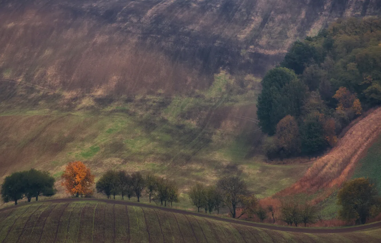 Photo wallpaper autumn, trees, nature, hills, field