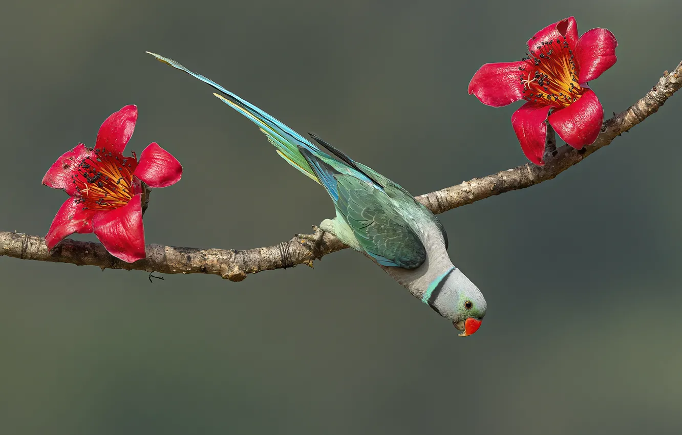 Photo wallpaper flowers, pose, background, bird, branch, parrot, red, beautiful color