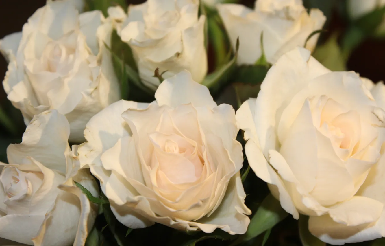 Photo wallpaper roses, petals, white buds