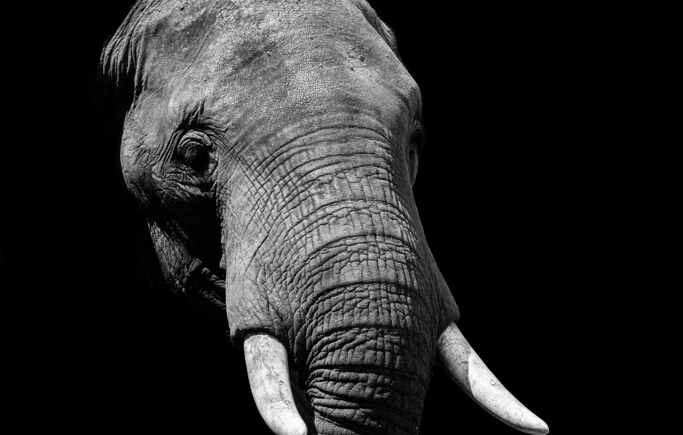 Photo wallpaper elephant, tusks, black and white