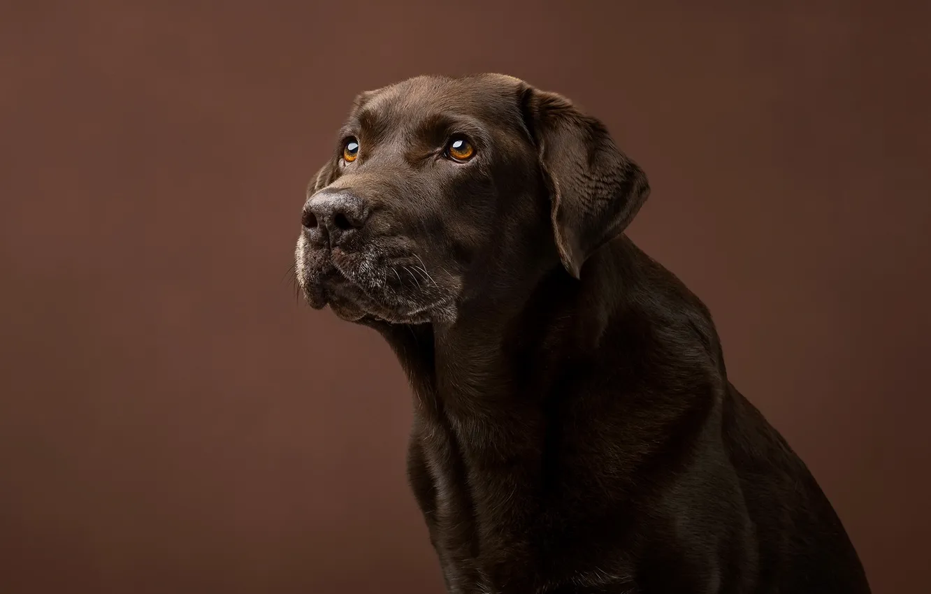 Photo wallpaper background, each, dog