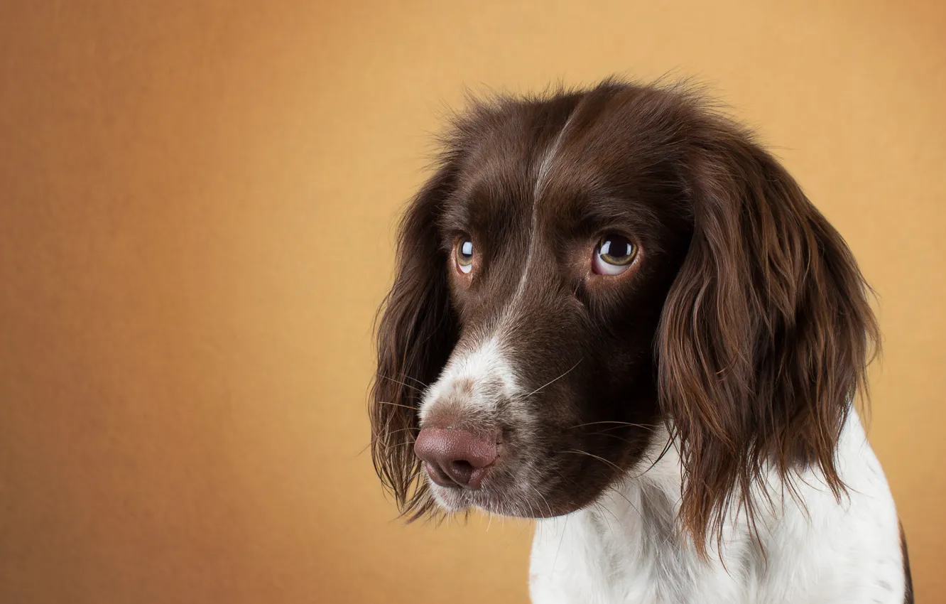 Photo wallpaper eyes, face, dog, sad