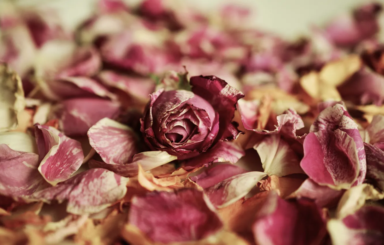 Photo wallpaper flower, rose, petals, rosebud