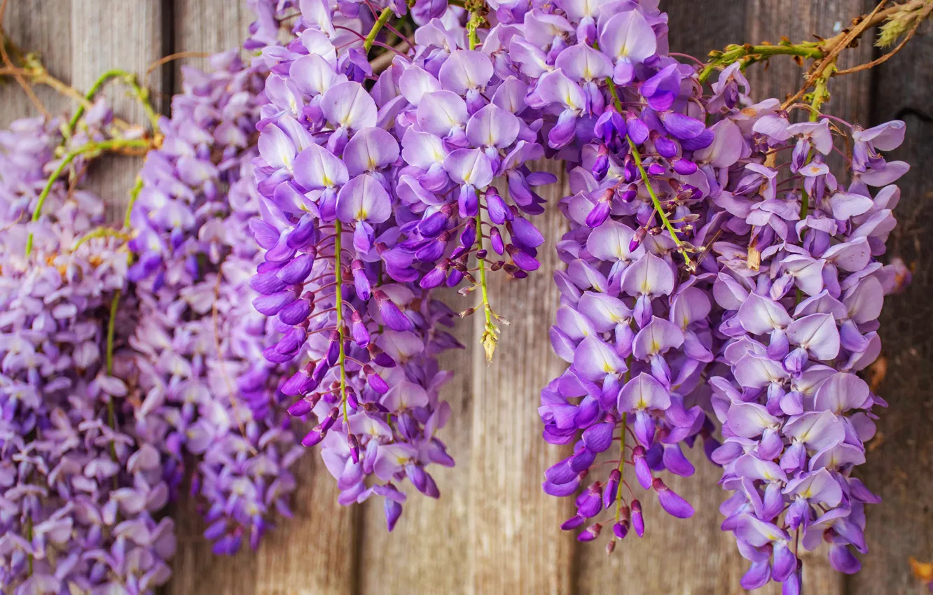 Photo wallpaper flowers, background, Board, beauty, purple, brush, bunches, inflorescence