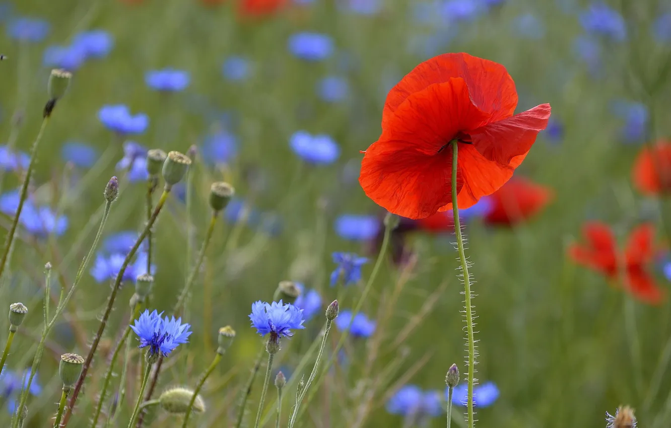 Wallpaper field, flower, summer, flowers, red, nature, Mac, Maki for ...