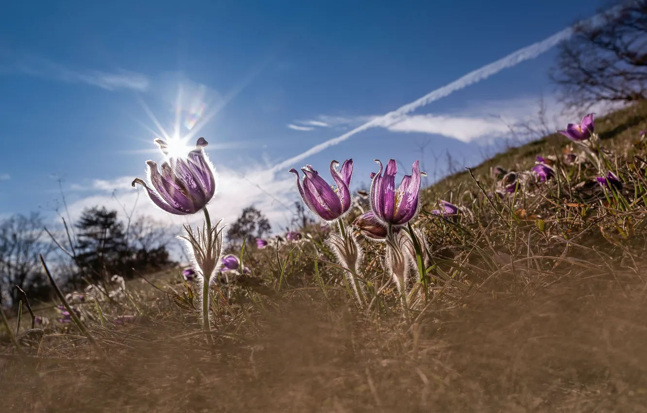Photo wallpaper flowers, nature, spring