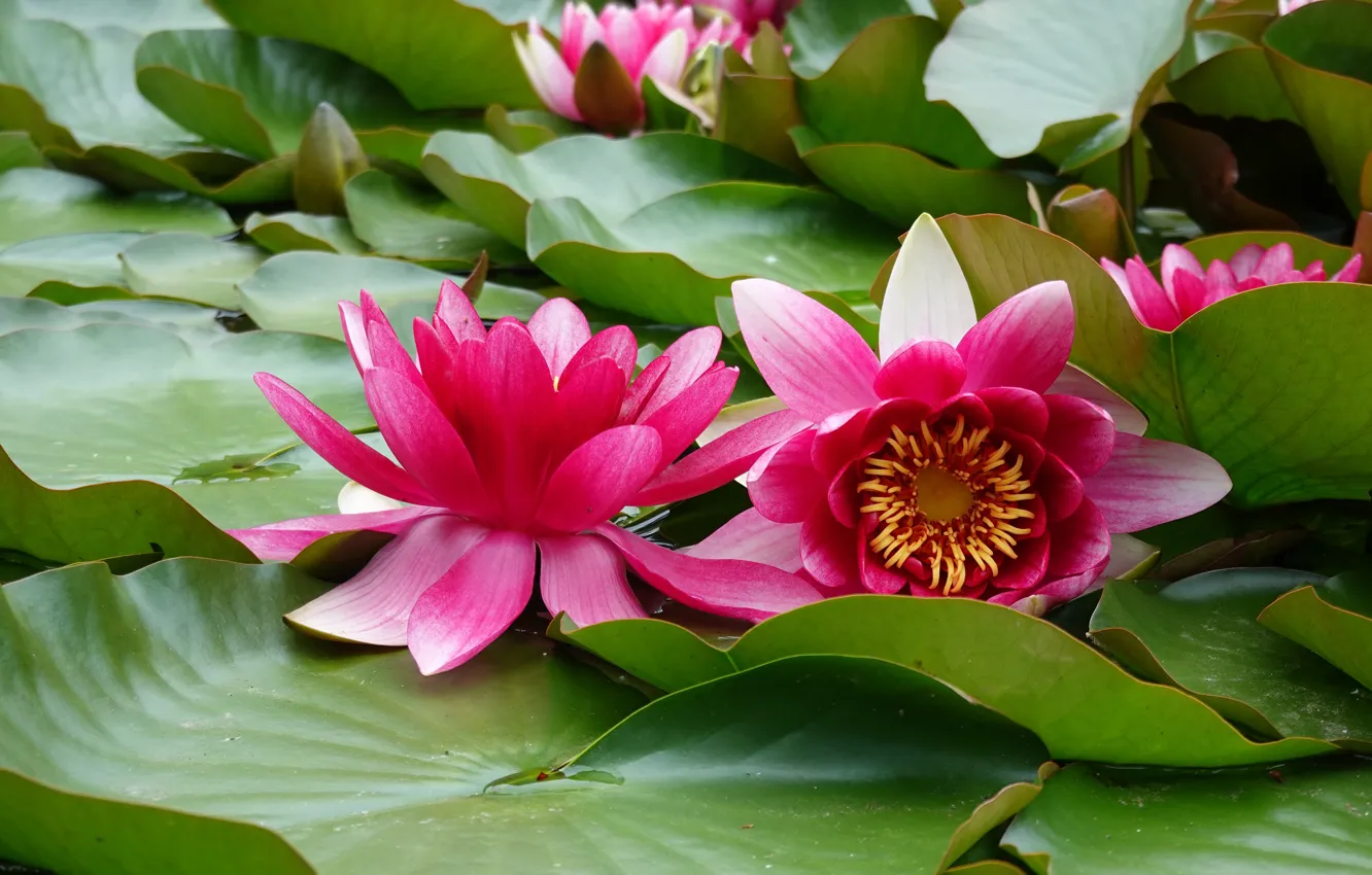 Photo wallpaper Nymphaeum, flowers, leaves, Duo, water lilies