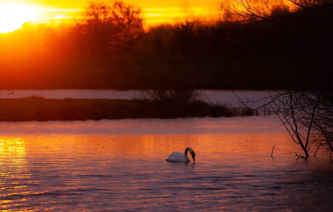 Photo wallpaper forest, white, the sky, the sun, light, sunset, branches, bird