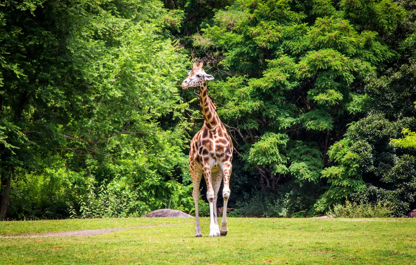 Photo wallpaper greens, grass, trees, nature, giraffe