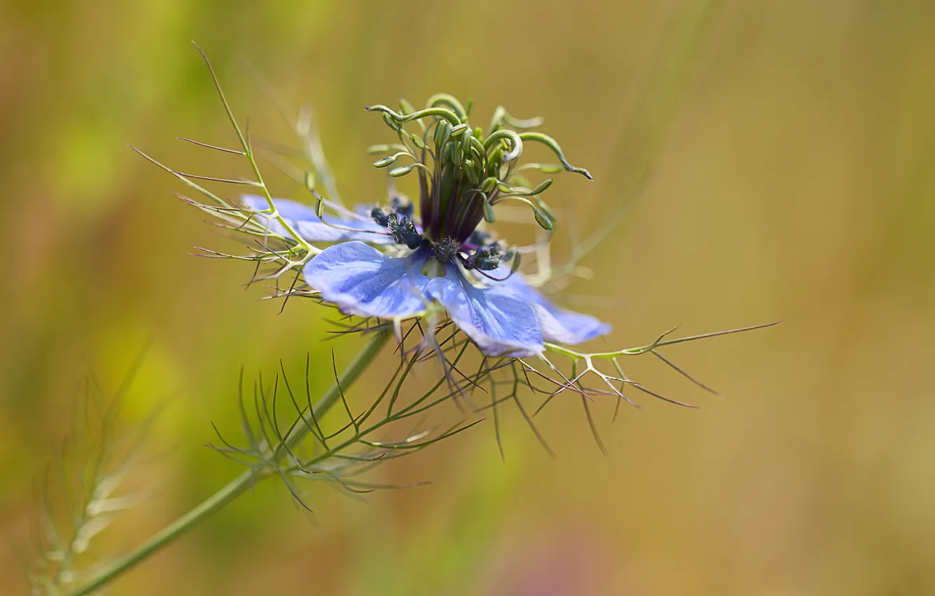 Photo wallpaper flower, background, blue