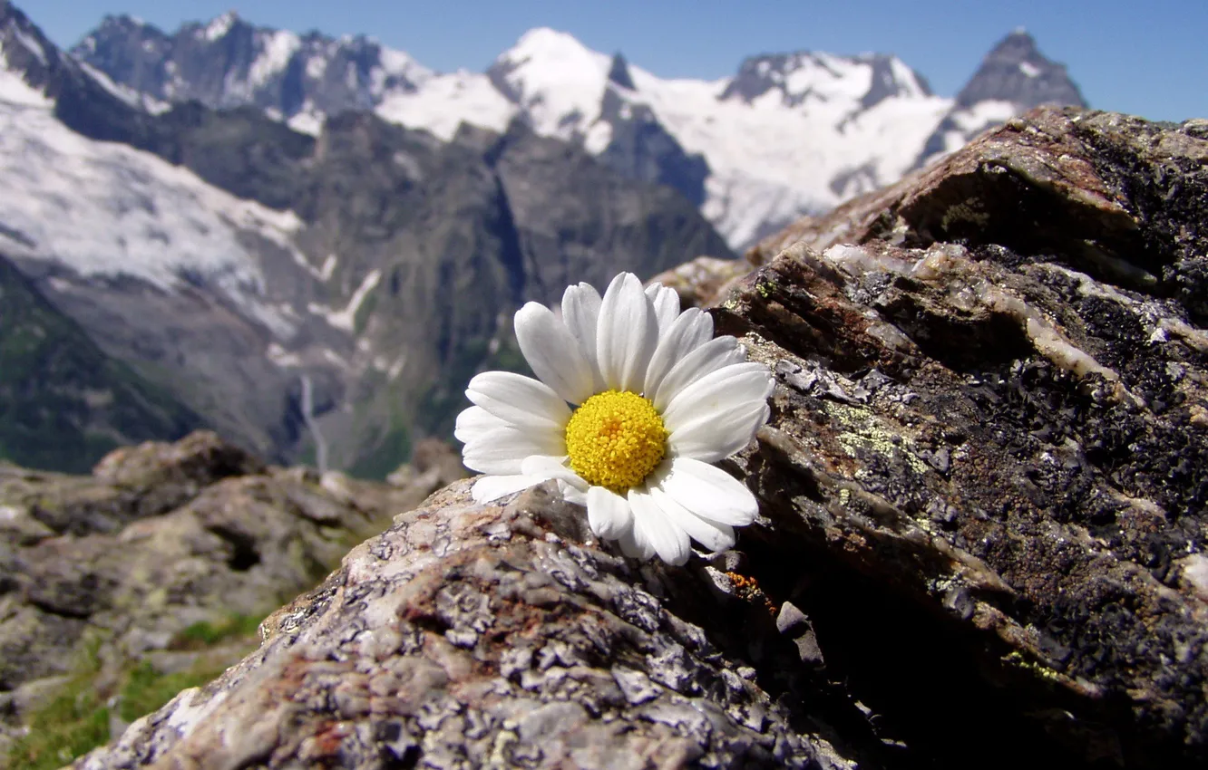 Photo wallpaper the sun, mountains, chamomile