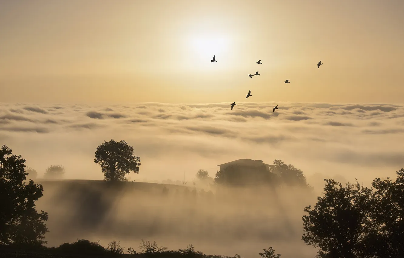 Photo wallpaper fog, bird, morning