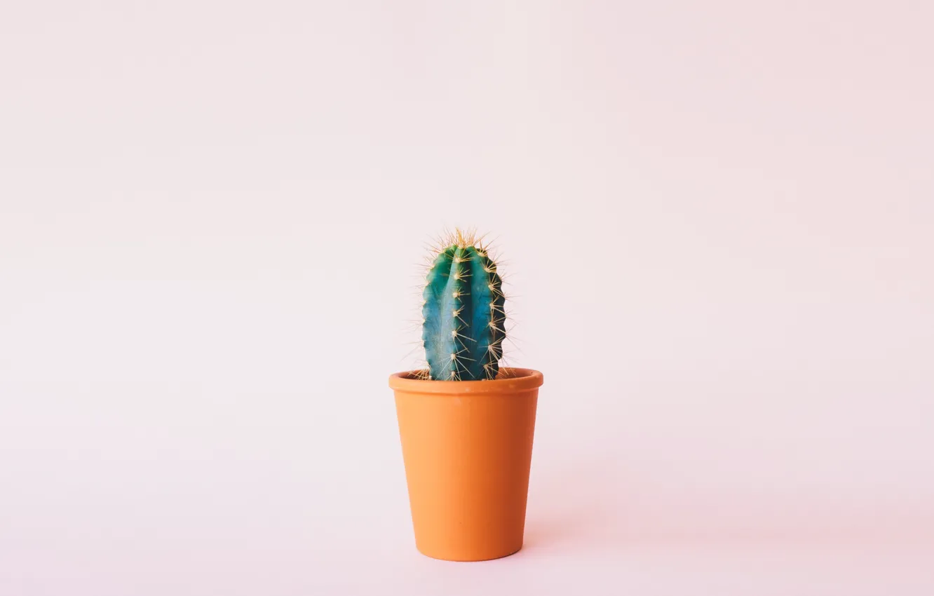 Photo wallpaper flower, minimalism, cactus