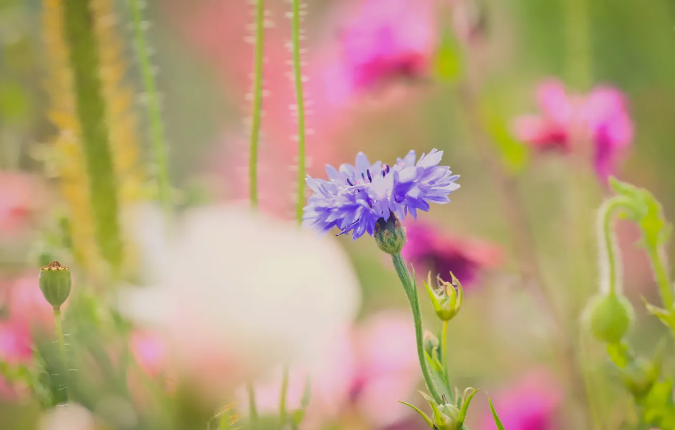 Photo wallpaper flower, summer, background, field