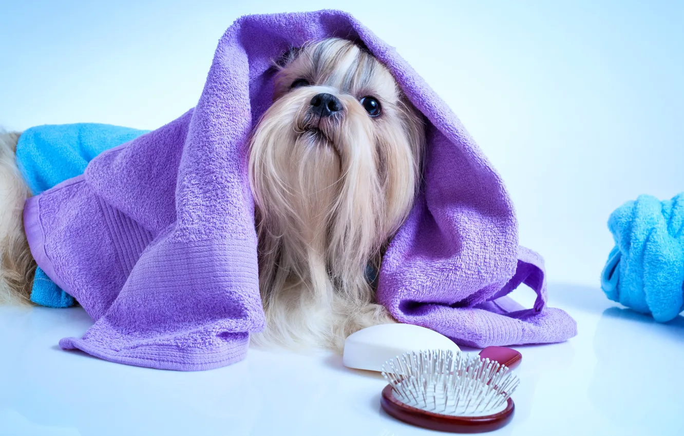 Photo wallpaper towel, muzzle, York, Dogs, Terrier, comb
