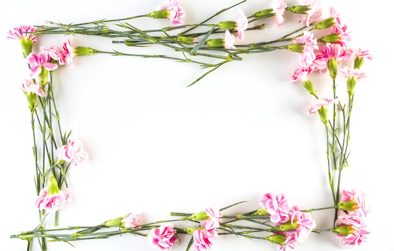 Photo wallpaper flowers, flower, decor, clove, Carnations