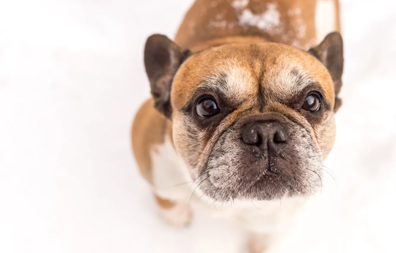 Photo wallpaper look, face, dog, white background, French bulldog