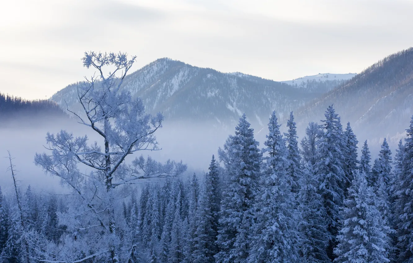 Photo wallpaper winter, the sky, snow, trees, mountains, fog, ate, sky
