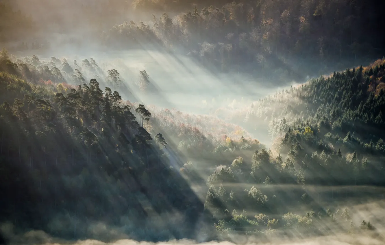 Photo wallpaper forest, mountains, fog, the sun's rays