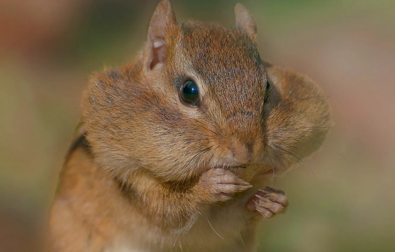Photo wallpaper hamster, animal, rodent