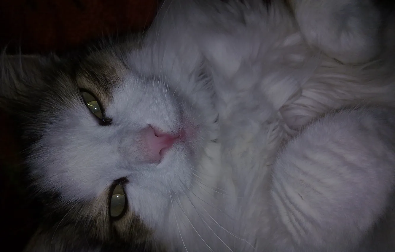 Photo wallpaper cat, sleep, Lying in bed