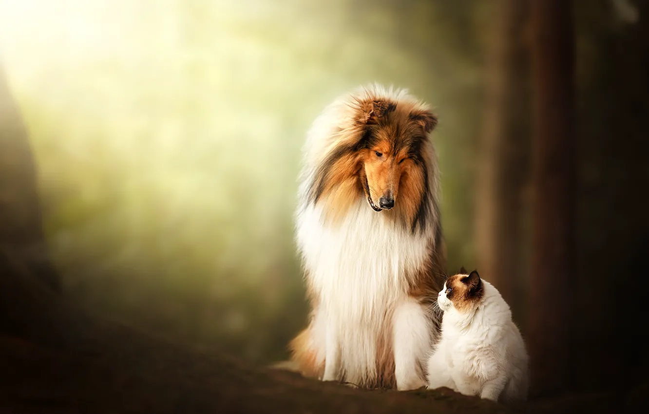 Photo wallpaper forest, cat, cat, light, nature, each, together, dog
