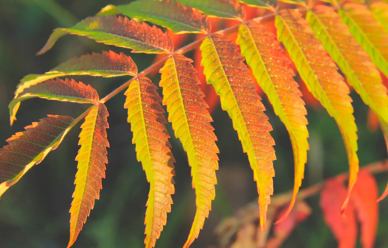 Photo wallpaper leaf, plant, fall, color autumn