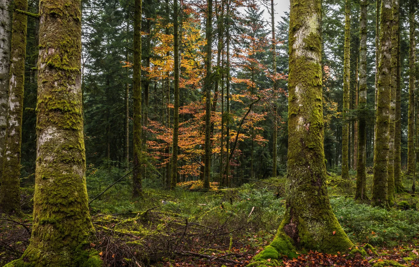 Photo wallpaper autumn, forest, trees, moss