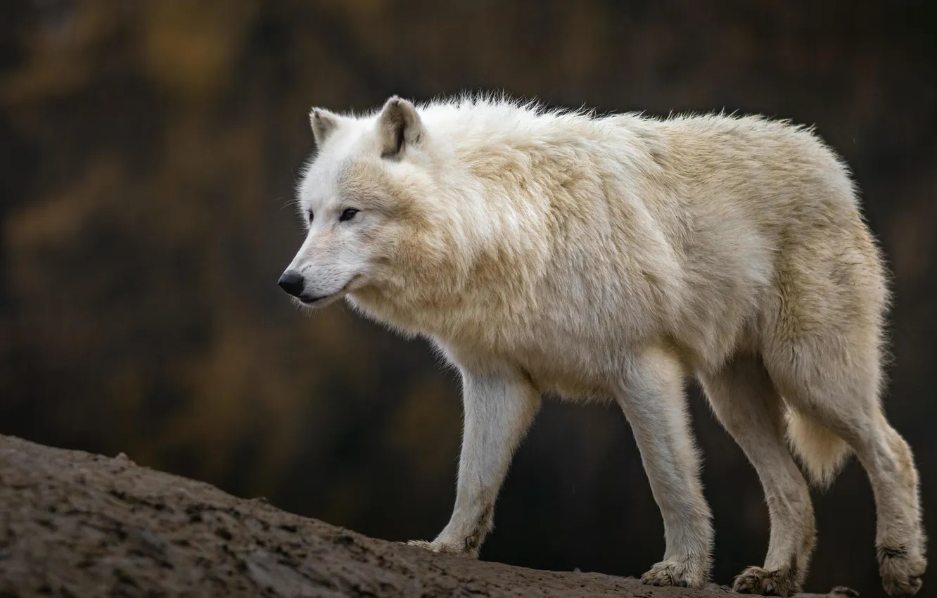 Photo wallpaper nature, predator, animal, wolf, wildlife, portrait, portrait., Canis lupus. face