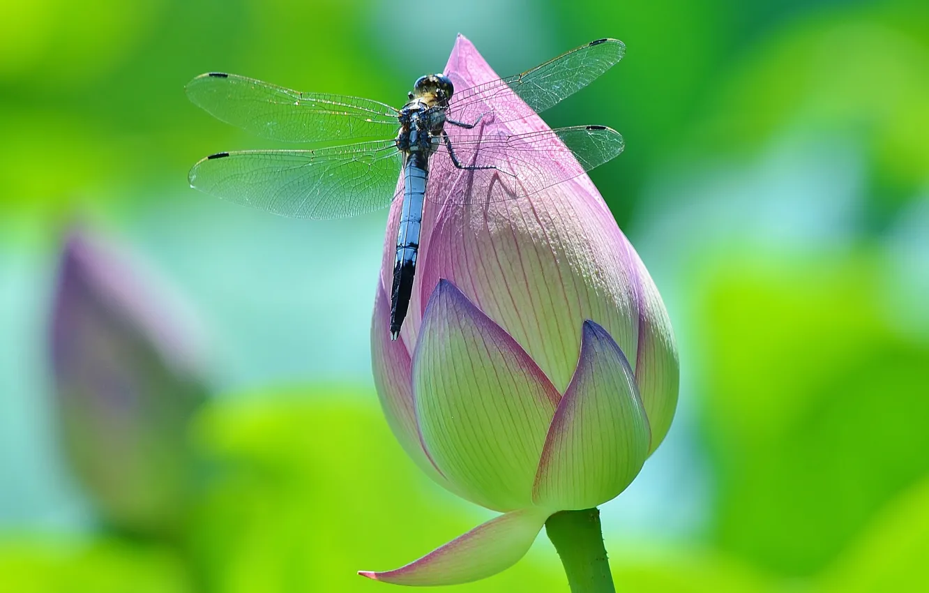 Photo wallpaper greens, flower, macro, flowers, insects, green, background, dragonfly