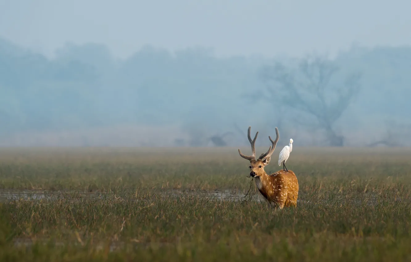 Photo wallpaper field, grass, fog, bird, deer, a couple, Duo, Heron
