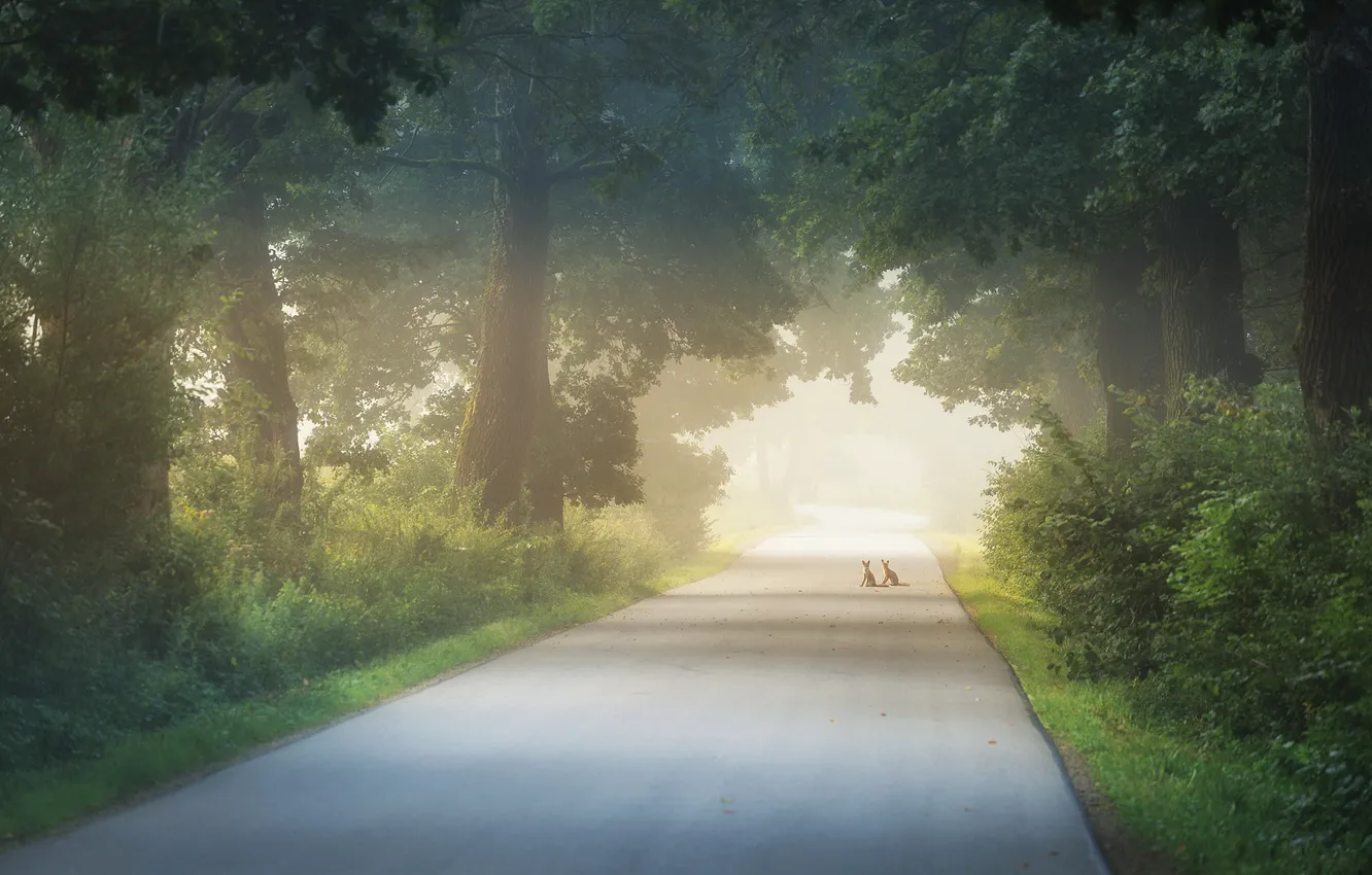 Photo wallpaper road, Park, Fox, two foxes