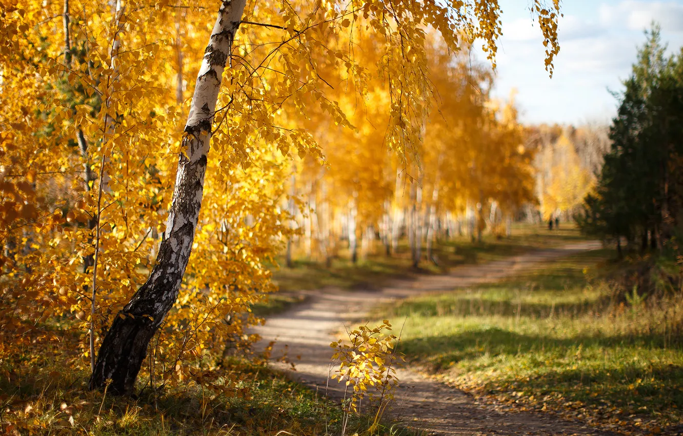 Photo wallpaper road, autumn, forest, nature, birch, Russia