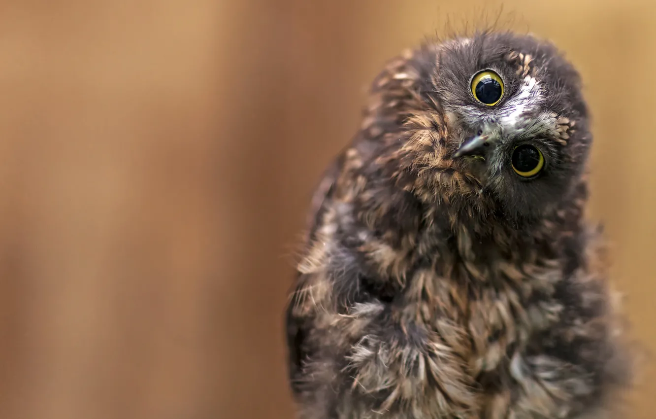 Photo wallpaper eyes, look, background, owl, bird, owlet