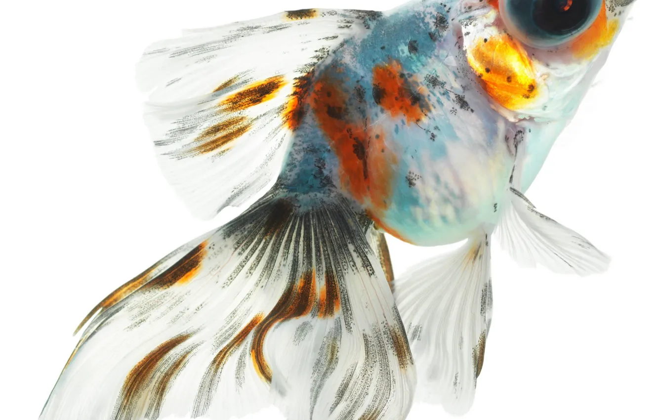 Photo wallpaper white, orange, background, blue, fish, fish, transparent, colorful