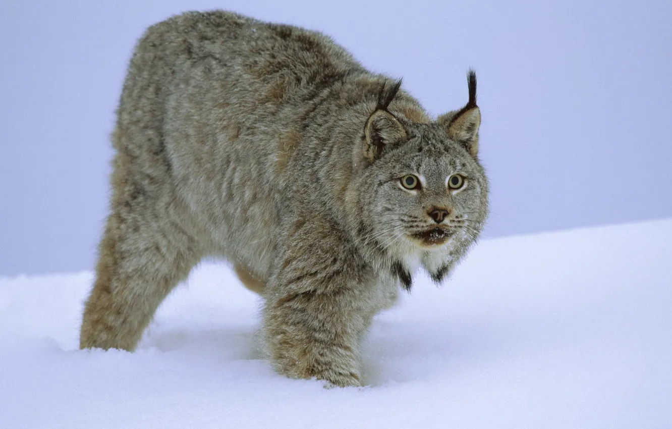 Photo wallpaper winter, cat, snow, fur, lynx
