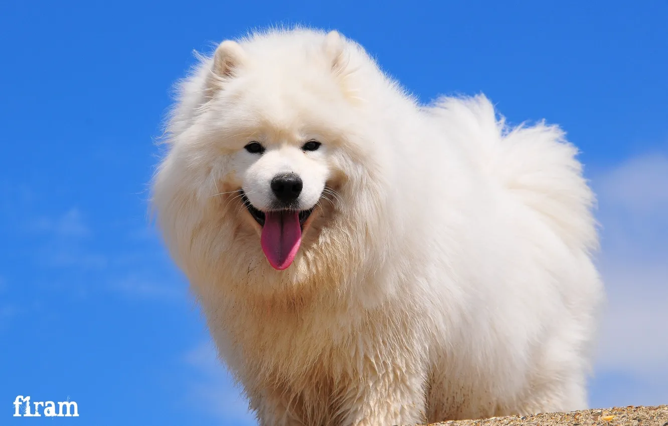 Photo wallpaper look, joy, dog, Samoyed