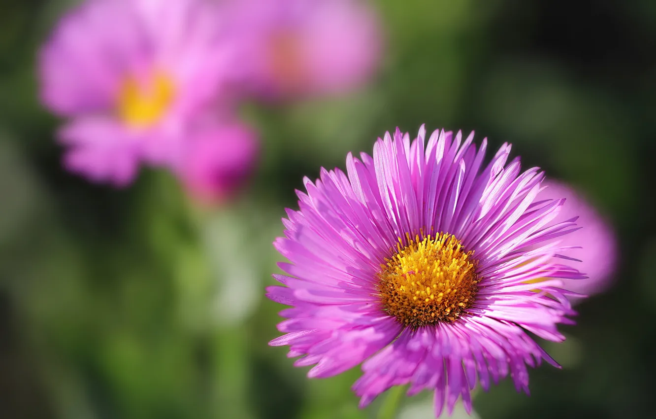 Photo wallpaper macro, flowers, pink, bokeh, asters