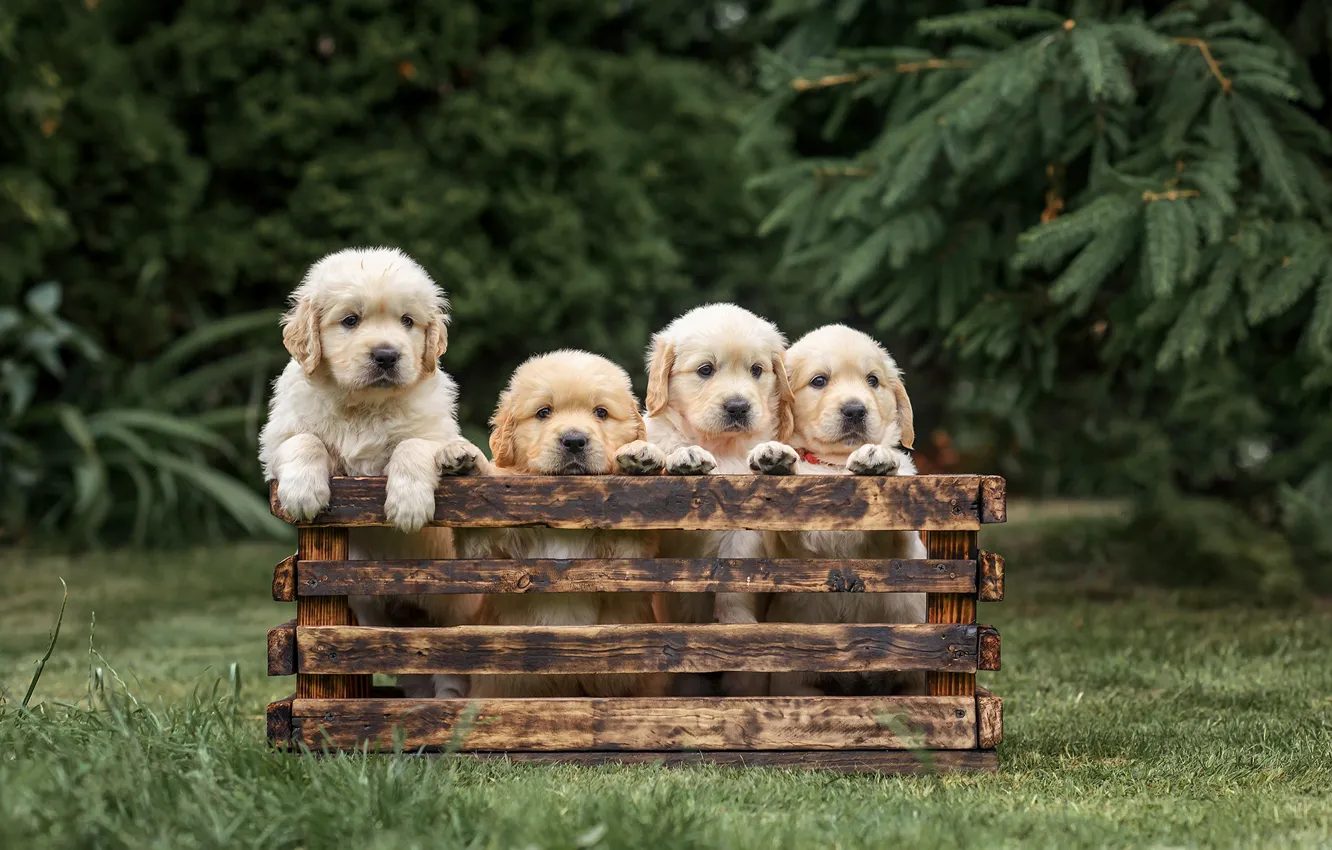 Photo wallpaper dog, puppy, box, Quartet, Golden Retriever, Golden Retriever, Victoria Dubrovskaya
