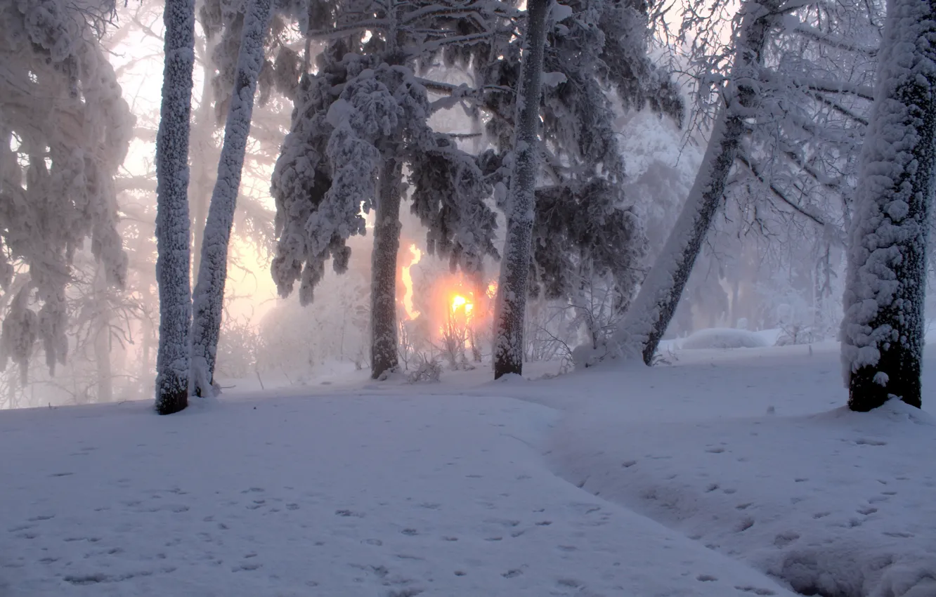 Photo wallpaper winter, the sun, snow, trees, nature, fog, photo