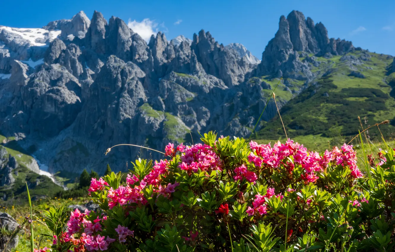 Photo wallpaper flowers, mountains, Austria, Alps