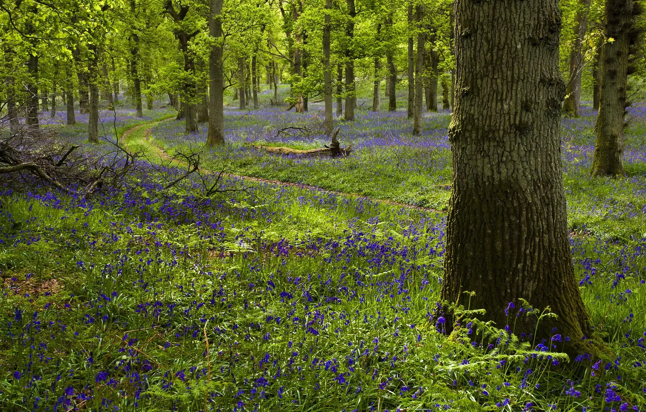 Photo wallpaper morning, woodland, Kinclaven, Bluebell Wood