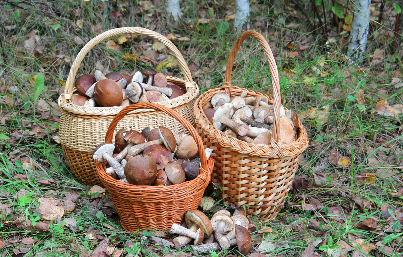 Photo wallpaper autumn, forest, grass, leaves, basket, mushrooms, basket